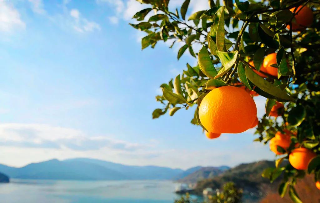 世界上有很多果凍橙，但只有一種叫做島橙